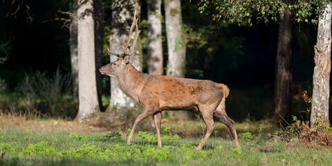 Red deer stag walking in a clearing at the edge of a forest during the rut. Cervus elaphus, Réserve zoologique de la Haute-Touche, Azay le Ferron, Indre 36, région Centre Val de Loire, France, Europe