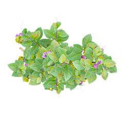Green Cathedral bel vine plant isolated on Canvas from top view