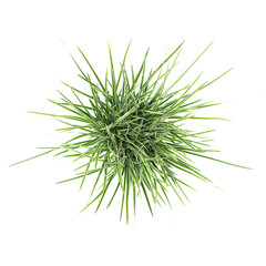 green grass isolated on white