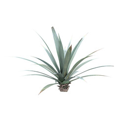 Isolated ​​Agave-tequilana plant on transparent canvas