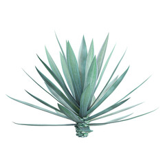 Isolated Agave-rhodacantha plant on transparent canvas