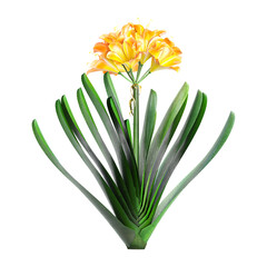 Isolated Clivia miniata plant on transparent canvas