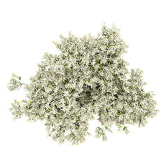 Isolated Flax-leaved paperbark tree on transparent canvas from top view