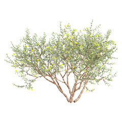 Isolated Larrea-divaricata plant on transparent canvas