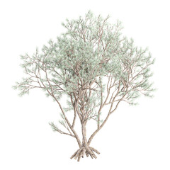 Isolated Psorothamnus-spinosus plant on transparent canvas