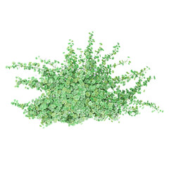 Top view of Australian Native Violet grass isolated on transparent Canvas