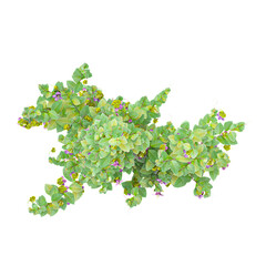 Top view of Cathedral bel vine plant isolated on transparent Canvas