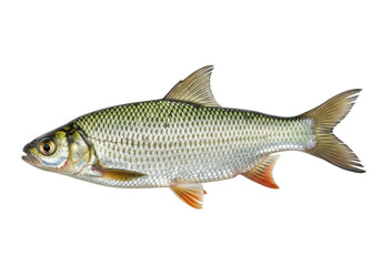Common roach fish isolated PNG on transparent background, freshwater species with silver scales and reddish fins for nature and fishing themes