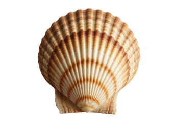 Elegant scallop shell PNG isolated on transparent background, beautiful marine seashell with brown stripes for summer and beach designs