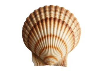 Elegant scallop shell PNG isolated on transparent background, beautiful marine seashell with brown stripes for summer and beach designs