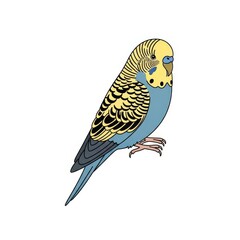 Colorful budgie bird illustration with yellow and blue feathers  