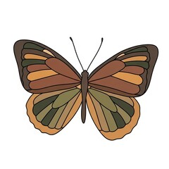 Colorful butterfly illustration with detailed wings in earthy tones  