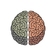 Dual hemispheres of a brain illustration in vibrant colors  