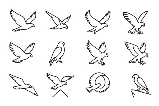 Falcon Flight Line Icons. Line style icons of falcon flight: soaring bird, stoop dive, wings spread, hovering pose; tail spread,