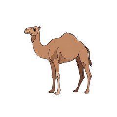 Camel standing upright on a white background  