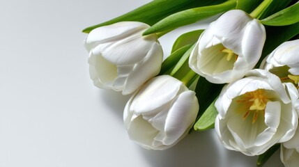 Obraz premium Elegant White Tulips with Fresh Green Leaves on a Light Background Perfect for Celebrations, Weddings, and Floral Arrangements