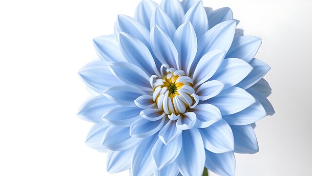 taxonomy. Light blue dahlia flower in full bloom against white background showing intricate petals. gardening catalogs, home-decor guides, designed for home decor and floral branding.
