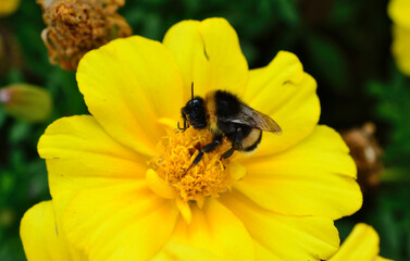 a single Bumblebee Collecting Nectar from a Vibrant Yellow Flower