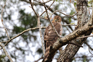 Red shouldered awk perched in tree hunting prey. 