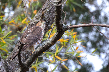 Red shouldered awk perched in tree hunting prey. 