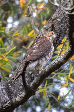 Red shouldered awk perched in tree hunting prey. 