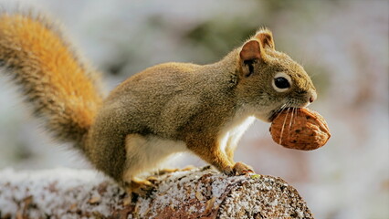 Red Squirrel on frosty  tree branch, holding walnut in mouth, closeup profile view.