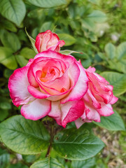 Vertical close-up of a beautiful pink and white double-colored rose in full bloom, surrounded by deep green foliage