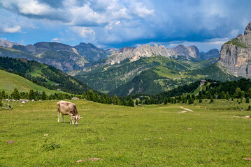 Naklejka premium Italian cow standing on a green alpine meadow with the Dolomites mountains in the background.