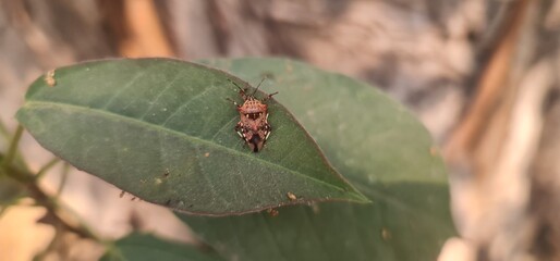 Close-Up Macro Detail of a Brown Marmorated Stink Bug (Halyomorpha halys) Resting on the Vibrant...