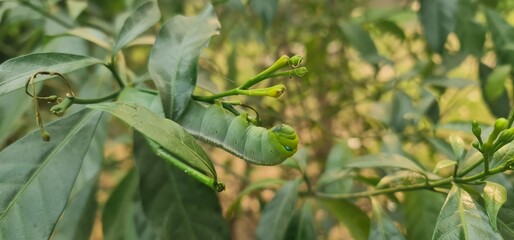 Oleander Hawk-Moth Caterpillar Resting on Green Leaf