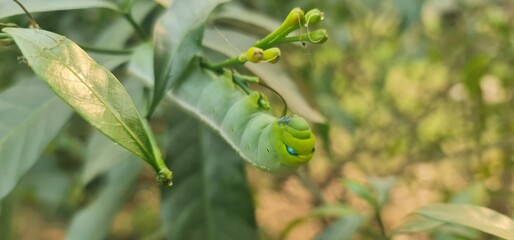 Oleander Hawk-Moth Caterpillar Resting on Green Leaf