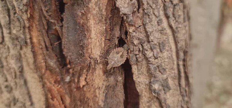 The Stink Bug (Agricultural Pest) Using Natural Camouflage on the Rustic Tree Bark