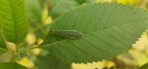Fototapeta premium A Solitary Praying Mantis Blending Seamlessly with the Fresh Green Foliage
