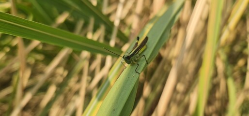 Green Grasshopper Resting on a Leaf in Natural Habitat