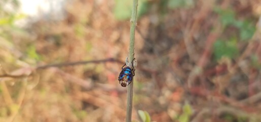 A detailed macro photography of a small, glossy blue metallic beetle perched on a thin green plant...