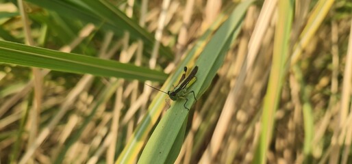 Green Grasshopper Resting on a Leaf in Natural Habitat