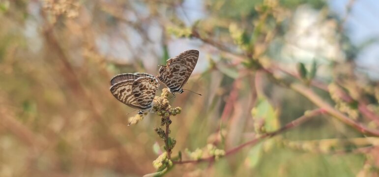 Pair of Lang’s Short-Tailed Blue (Leptotes pirithous) Butterflies Feeding on One Flower