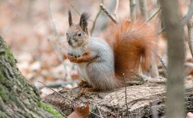 squirrel eating nut