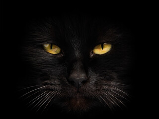 portrait  black cat on a black background