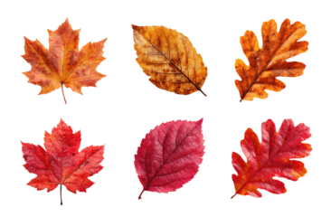 set of autumn leaves in red and brown. oak leaf, maple leaf, linden leaf. isolated on white or transparent png