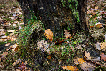 An old tree stump covered with moss and fallen oak leaves hides a tiny chipmunk burrow beneath it. This quiet autumn forest scene captures the charm of woodland life