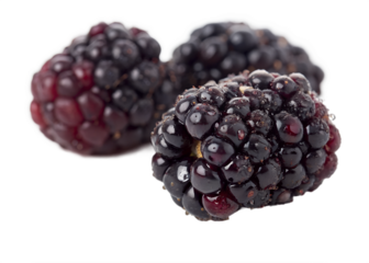 Fresh dewberry with Water Droplets, transparent background