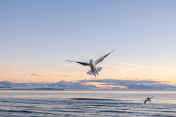 Seagull flying above sea at sunrise. Morning freedom.