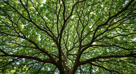 Stunning low-angle view of a grand deciduous tree showcasing its intricate branches and vibrant green leaves, symbolizing growth, life, and the beauty of a thriving forest canopy