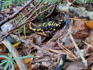 Feuersalamander