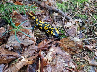Feuersalamander