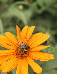 bee, bumblebee, collecting nectar, bee on a yellow flower, summer colors, insects, beautiful bumblebee photo, beautiful bee photo