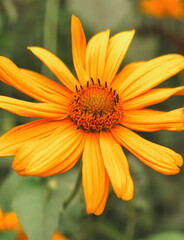 bee, bumblebee, collecting nectar, bee on a yellow flower, summer colors, insects, beautiful bumblebee photo, beautiful bee photo