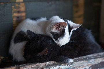 little adorable cat in the outdoor