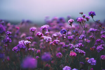 a field of purple flowers with a sky background